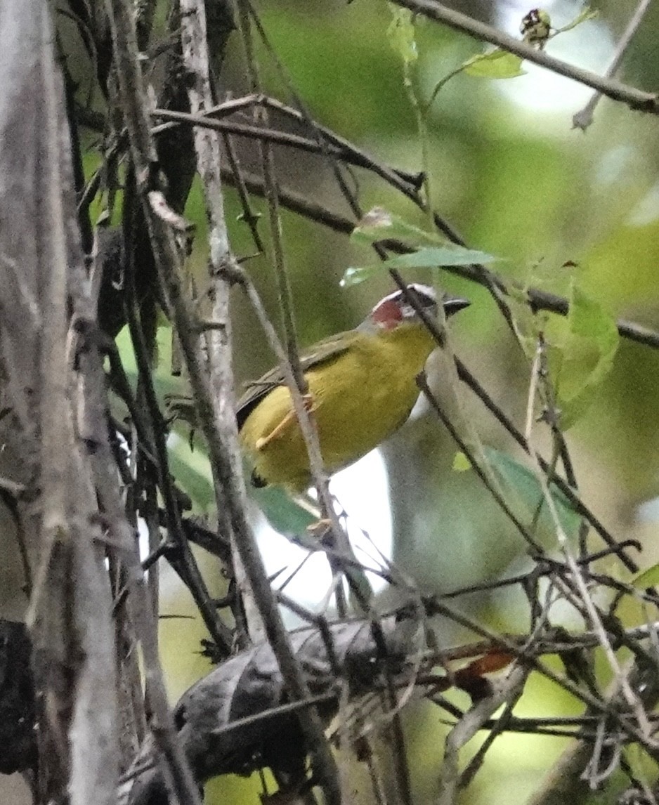 Chestnut-capped Warbler - ML624517631