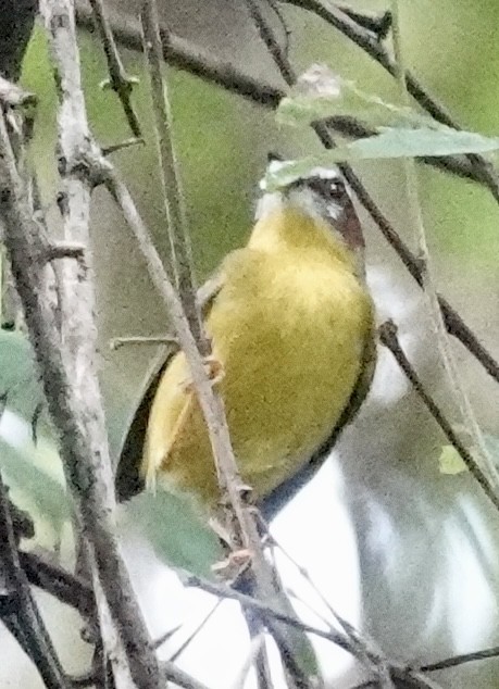 Chestnut-capped Warbler - ML624517632