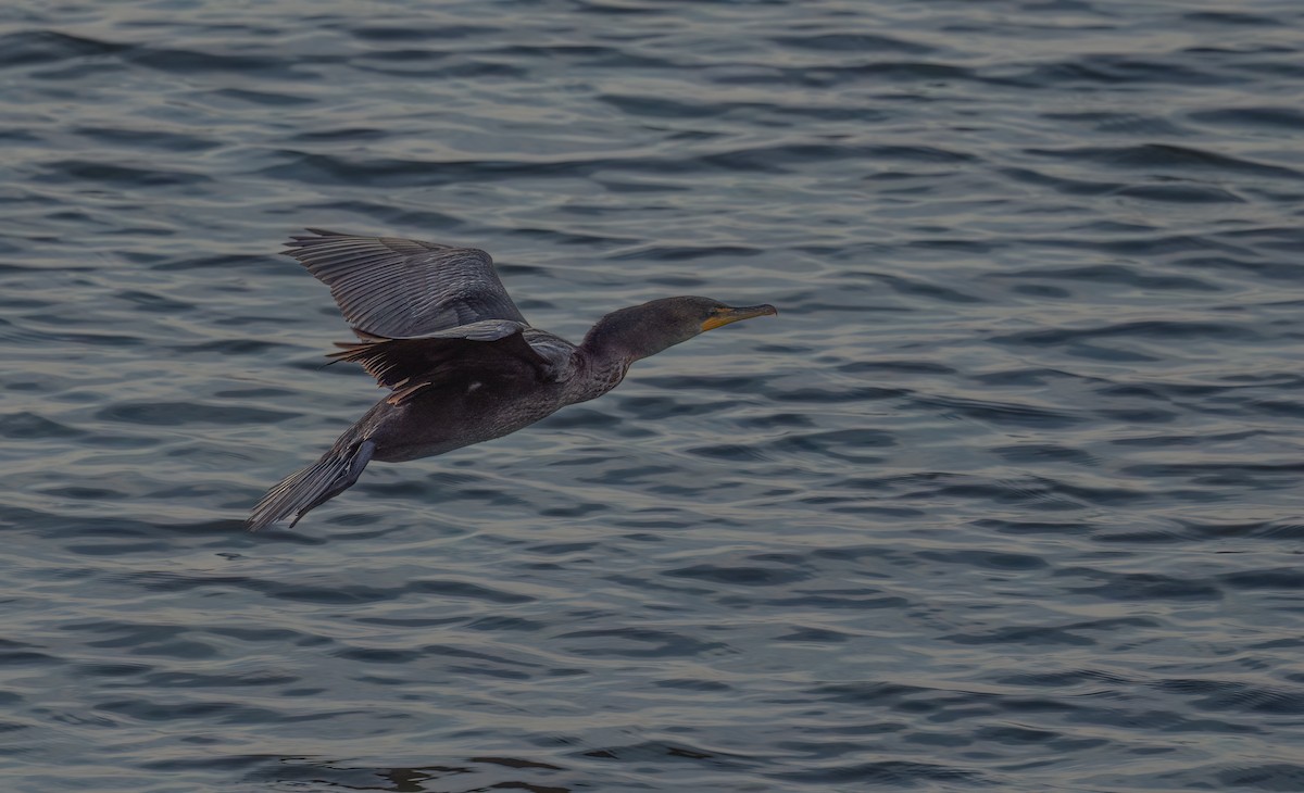 Double-crested Cormorant - ML624517637