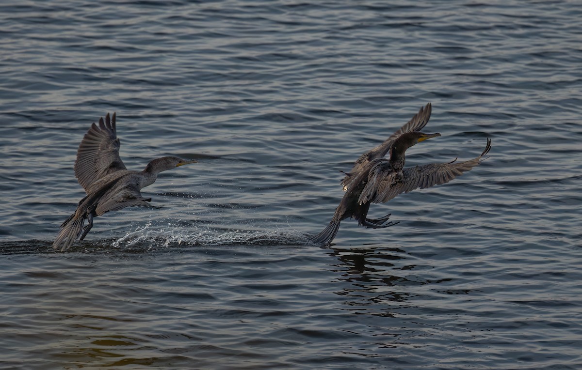 Double-crested Cormorant - ML624517638