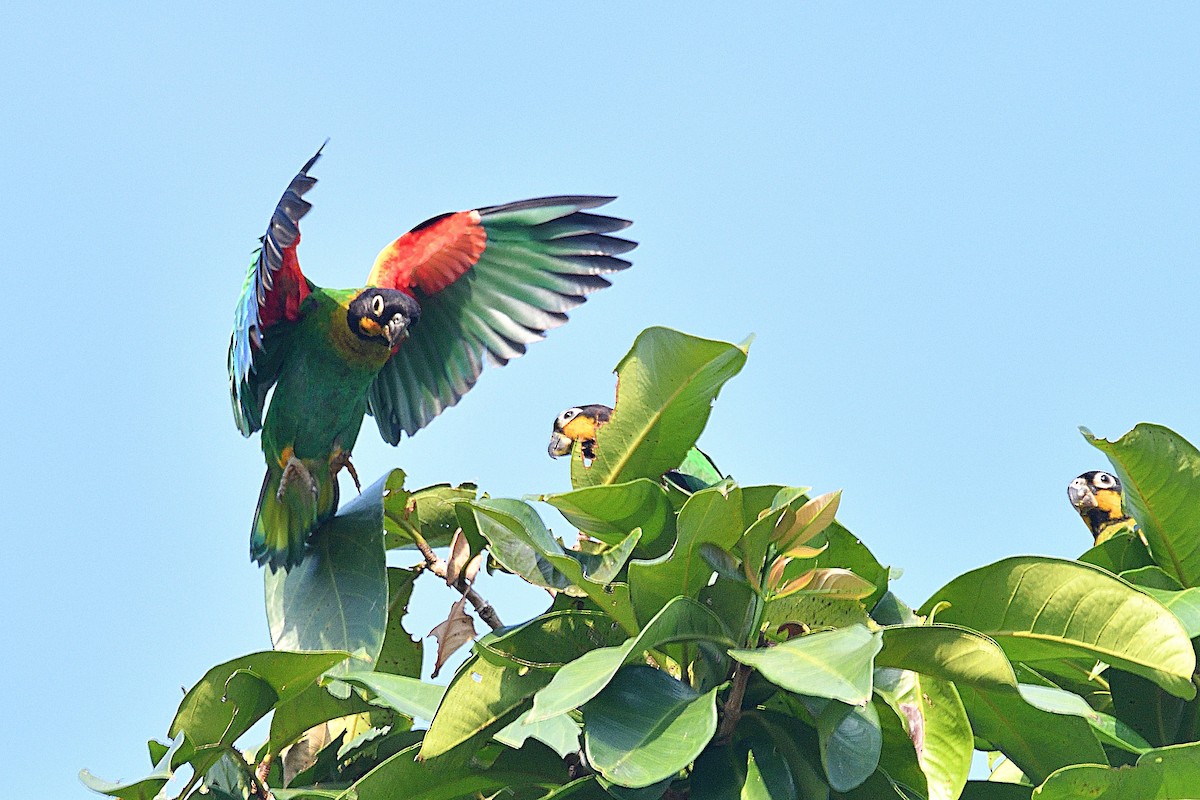 キンホオインコ - ML624517639