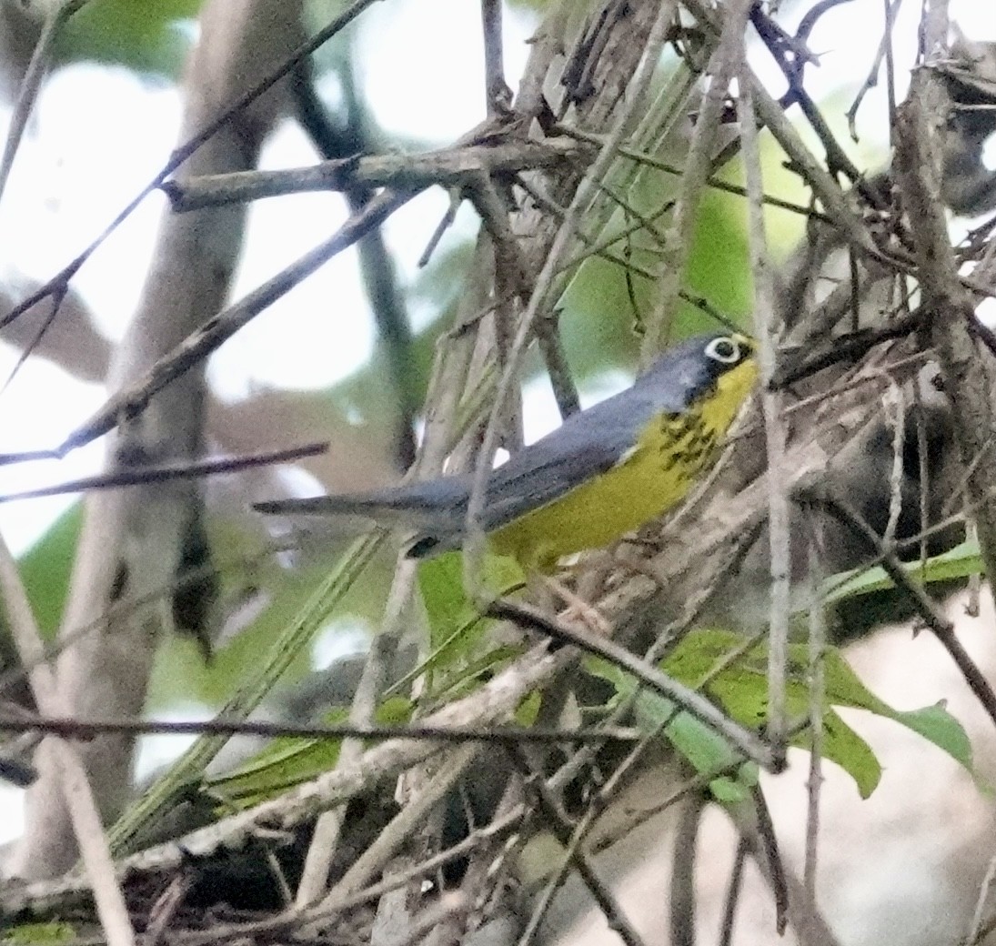 Canada Warbler - ML624517652