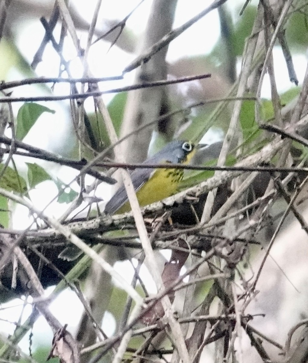 Canada Warbler - ML624517653