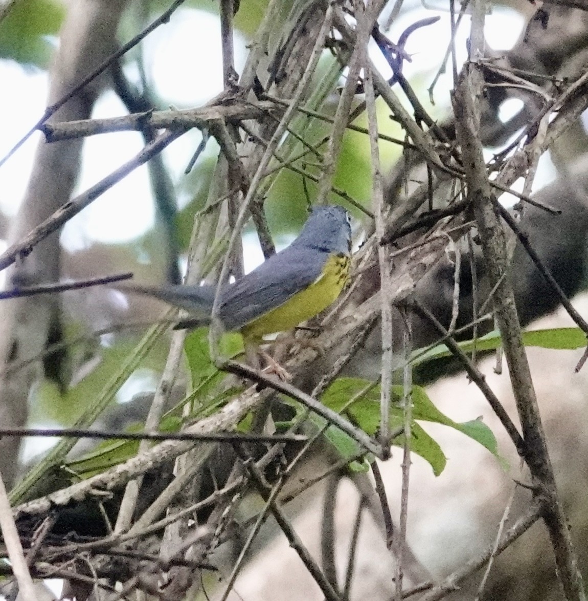 Canada Warbler - ML624517654