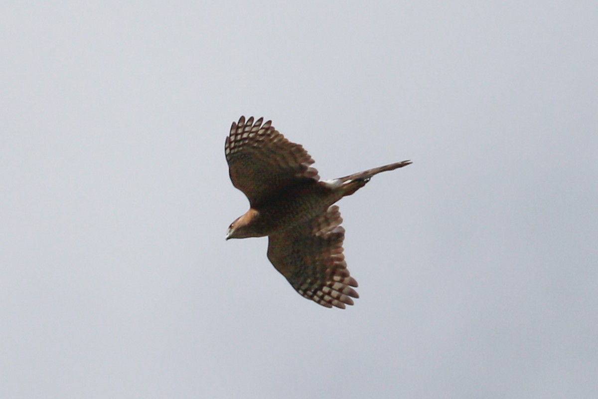 Cooper's Hawk - ML624517662