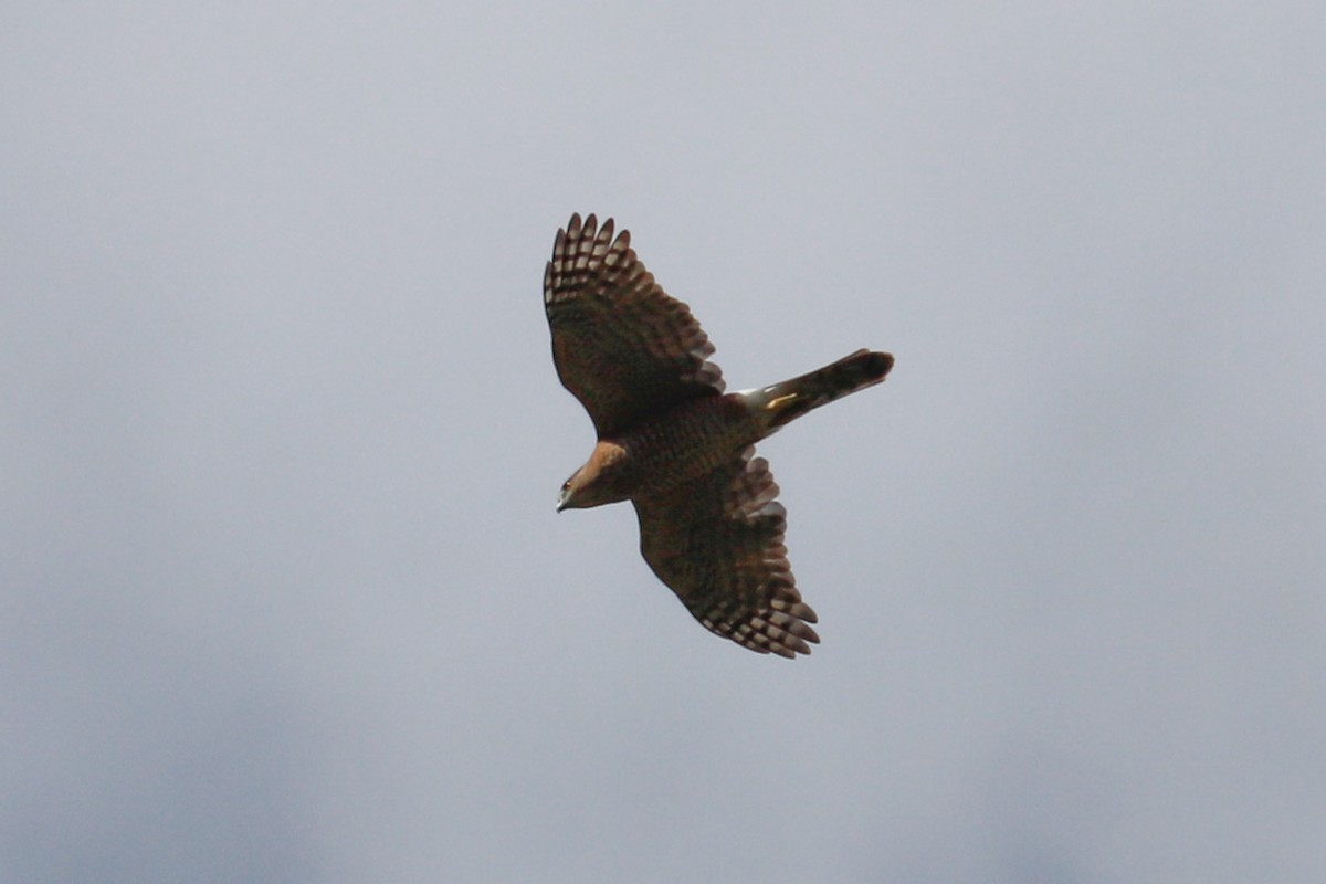 Cooper's Hawk - Debra Rittelmann