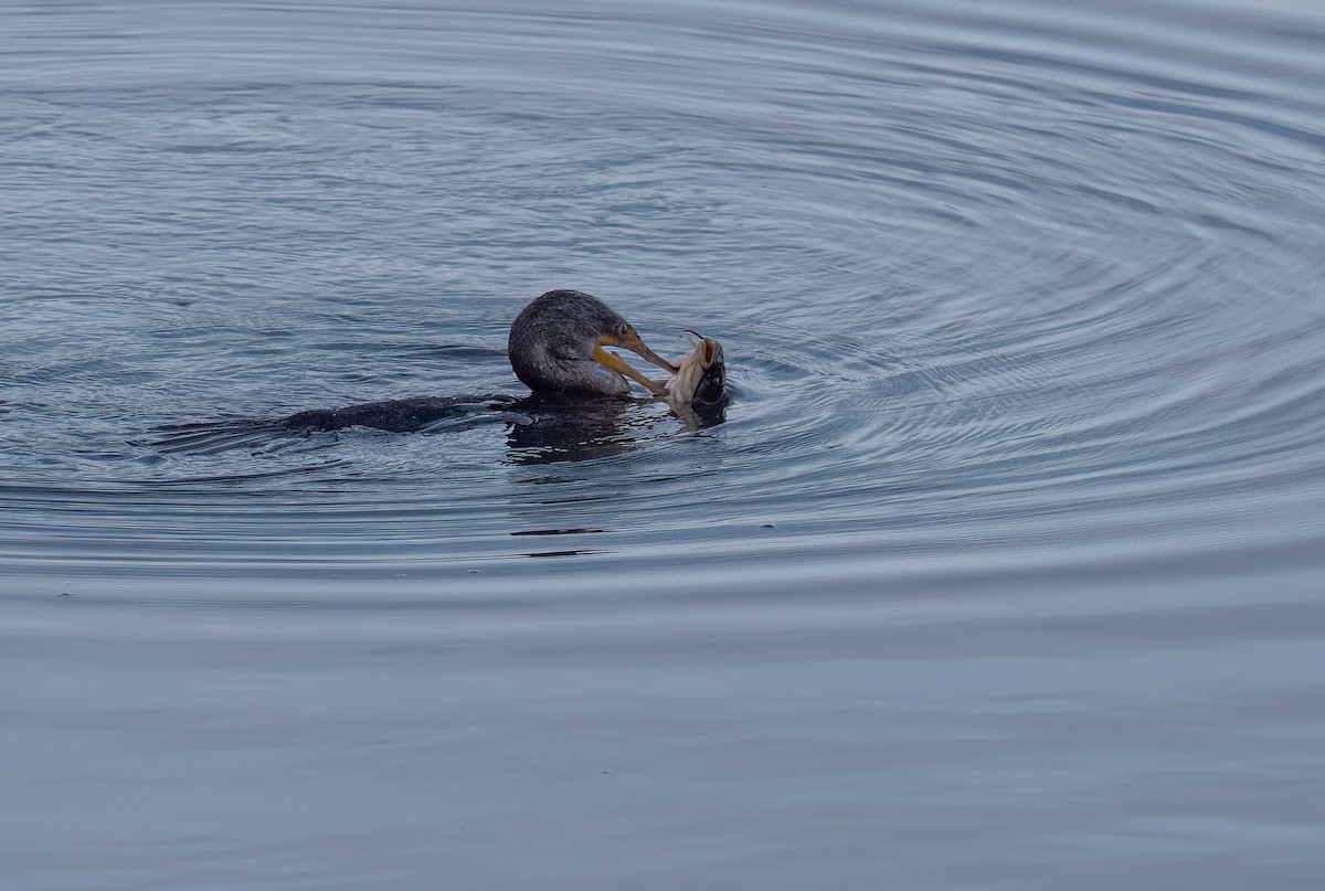 Double-crested Cormorant - ML624517665