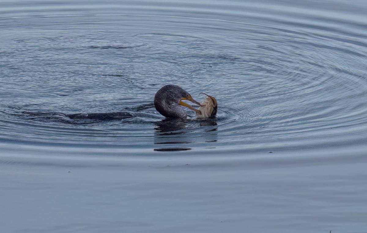 Double-crested Cormorant - ML624517666