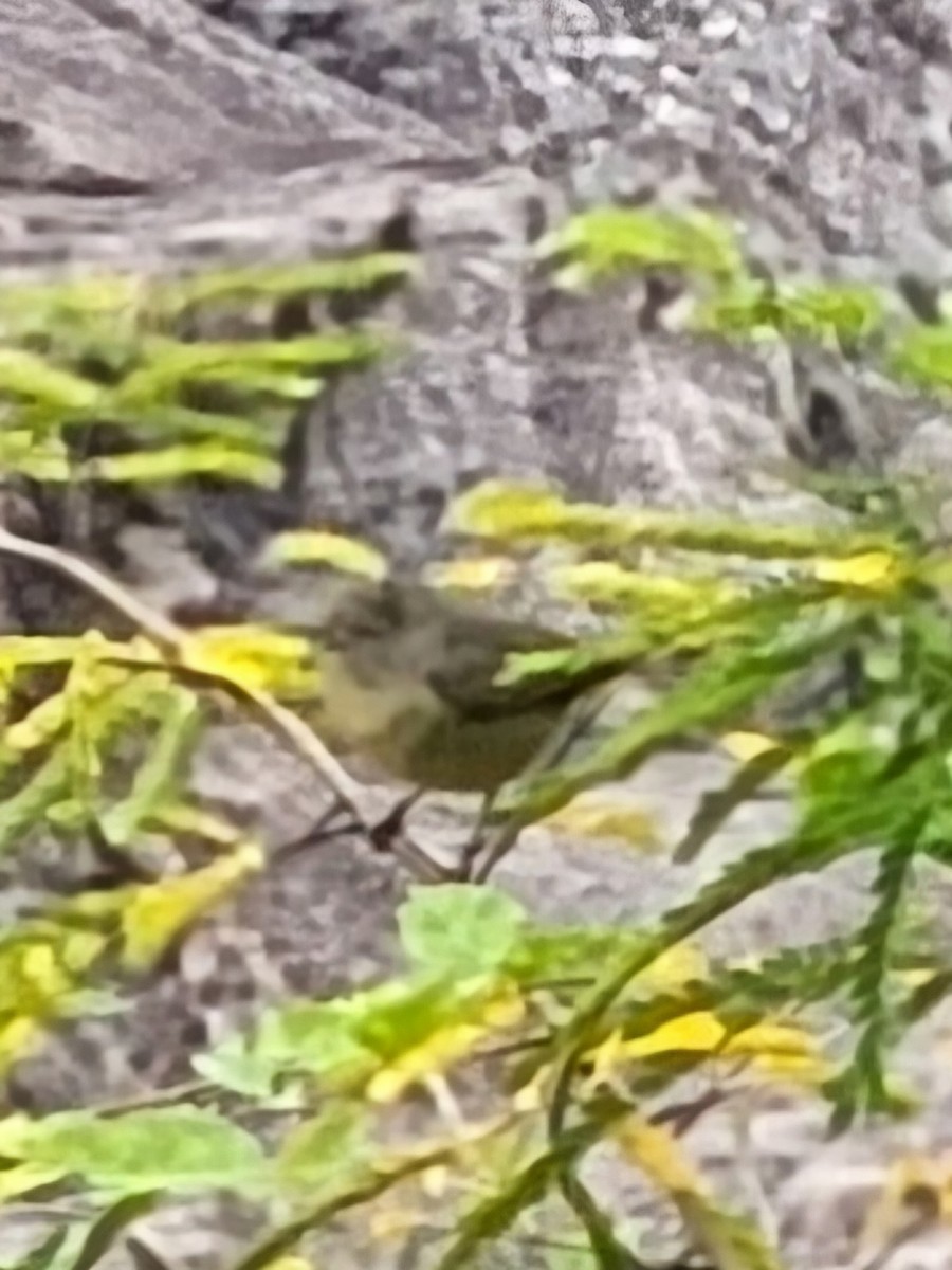 Orange-crowned Warbler - ML624517672