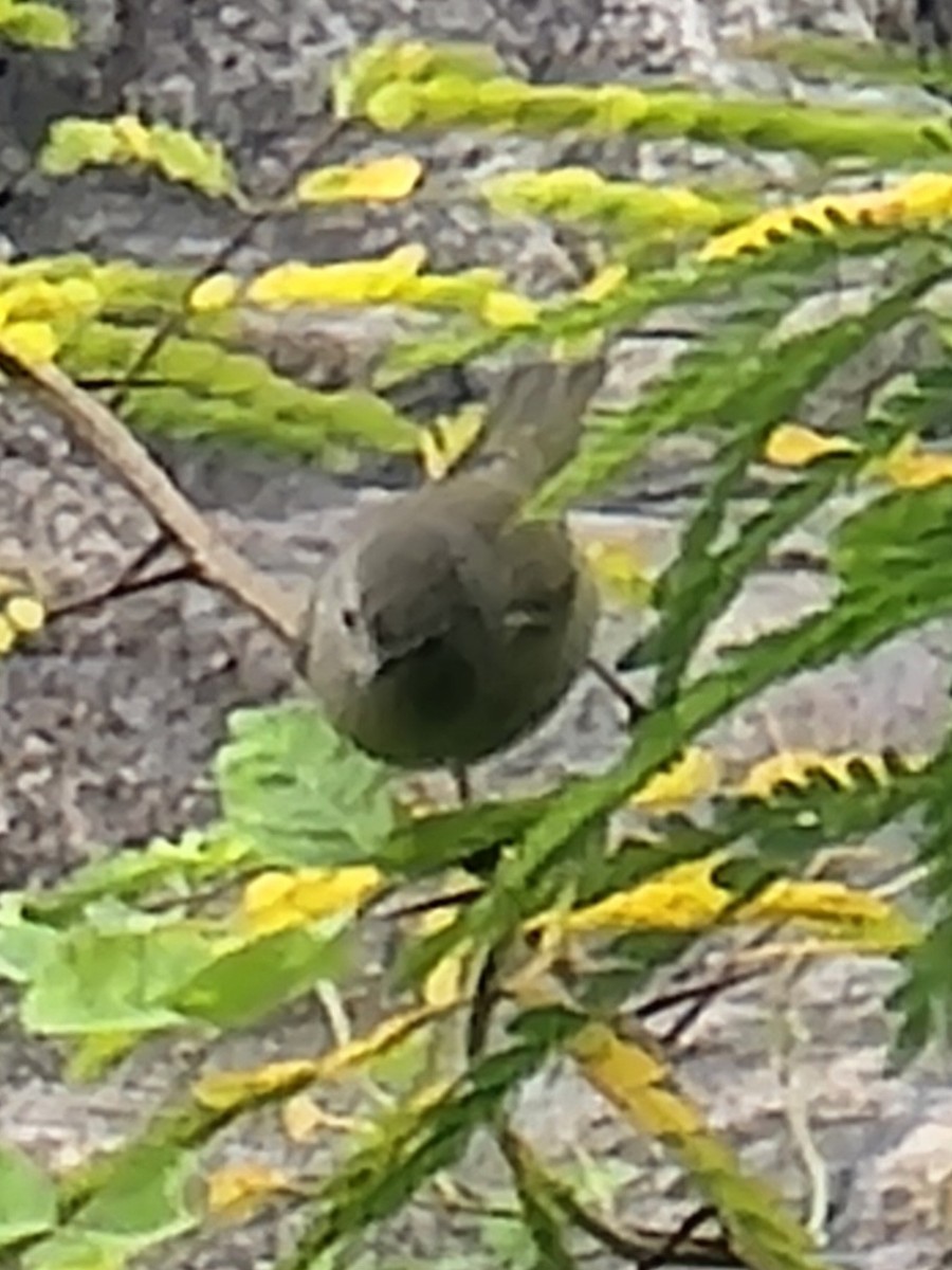 Orange-crowned Warbler - ML624517673