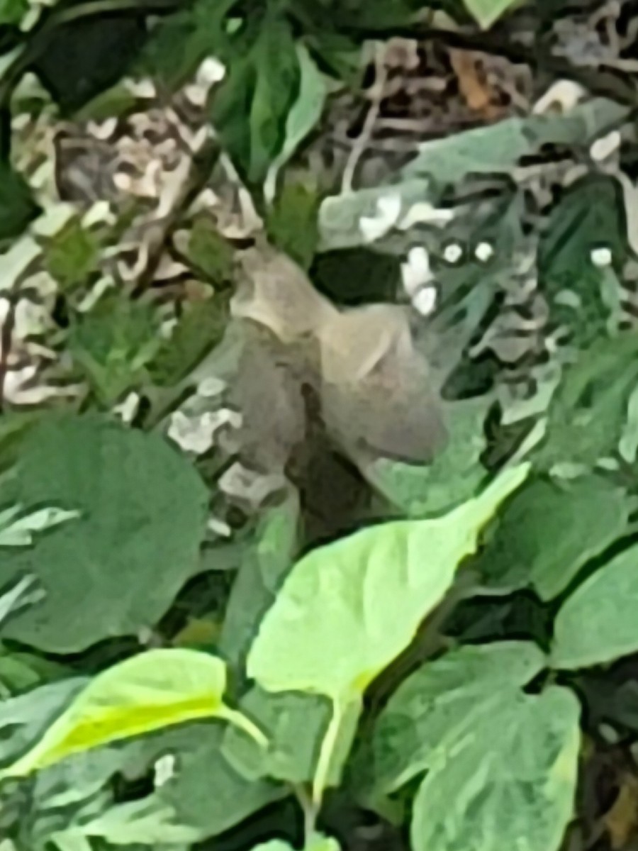 Orange-crowned Warbler - ML624517674