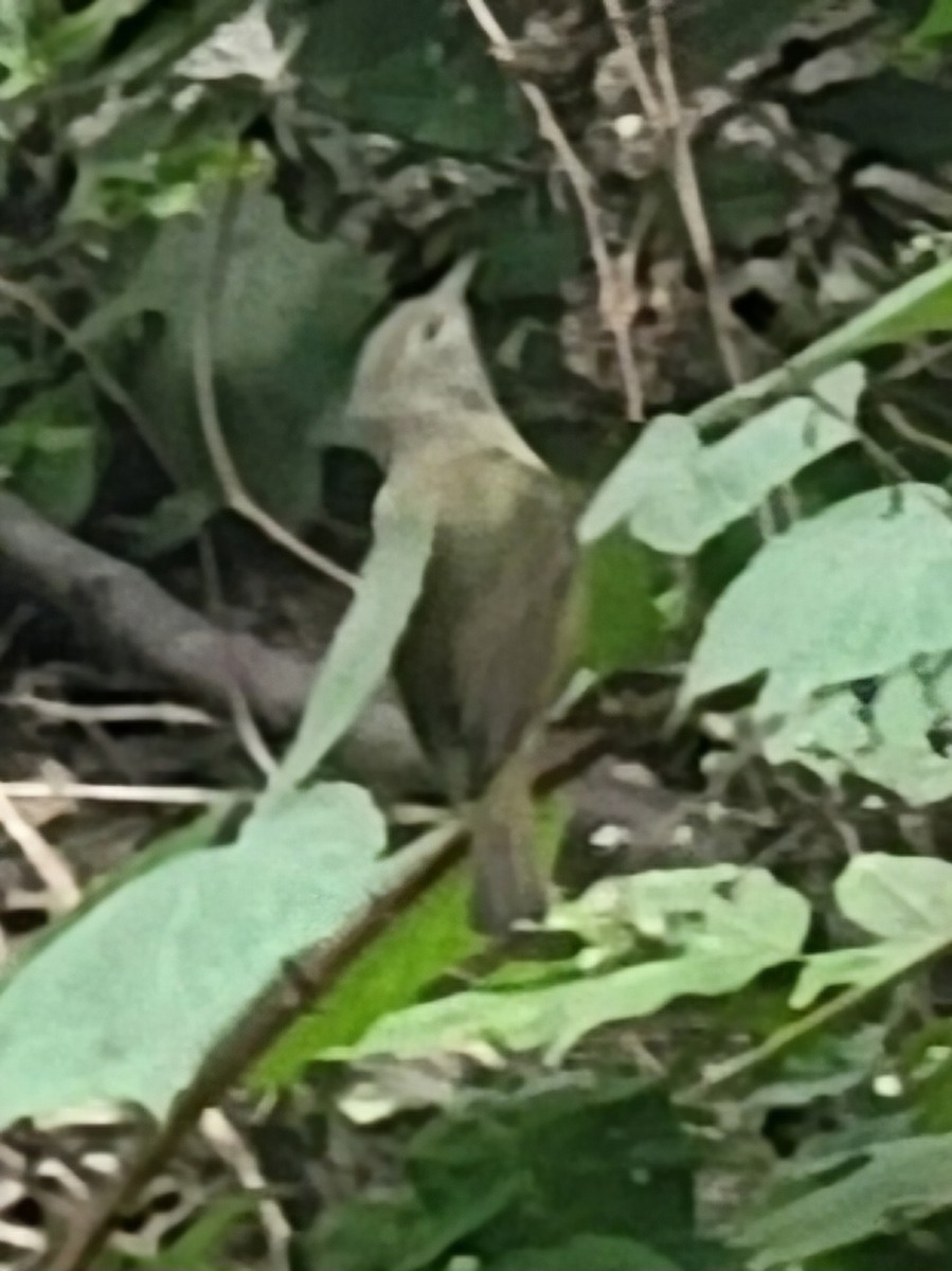 Orange-crowned Warbler - ML624517675