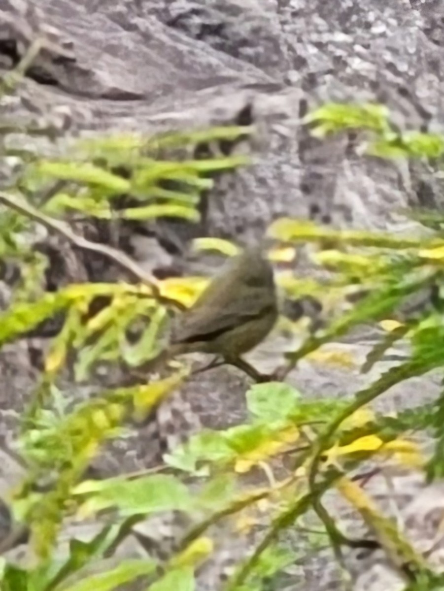 Orange-crowned Warbler - ML624517676