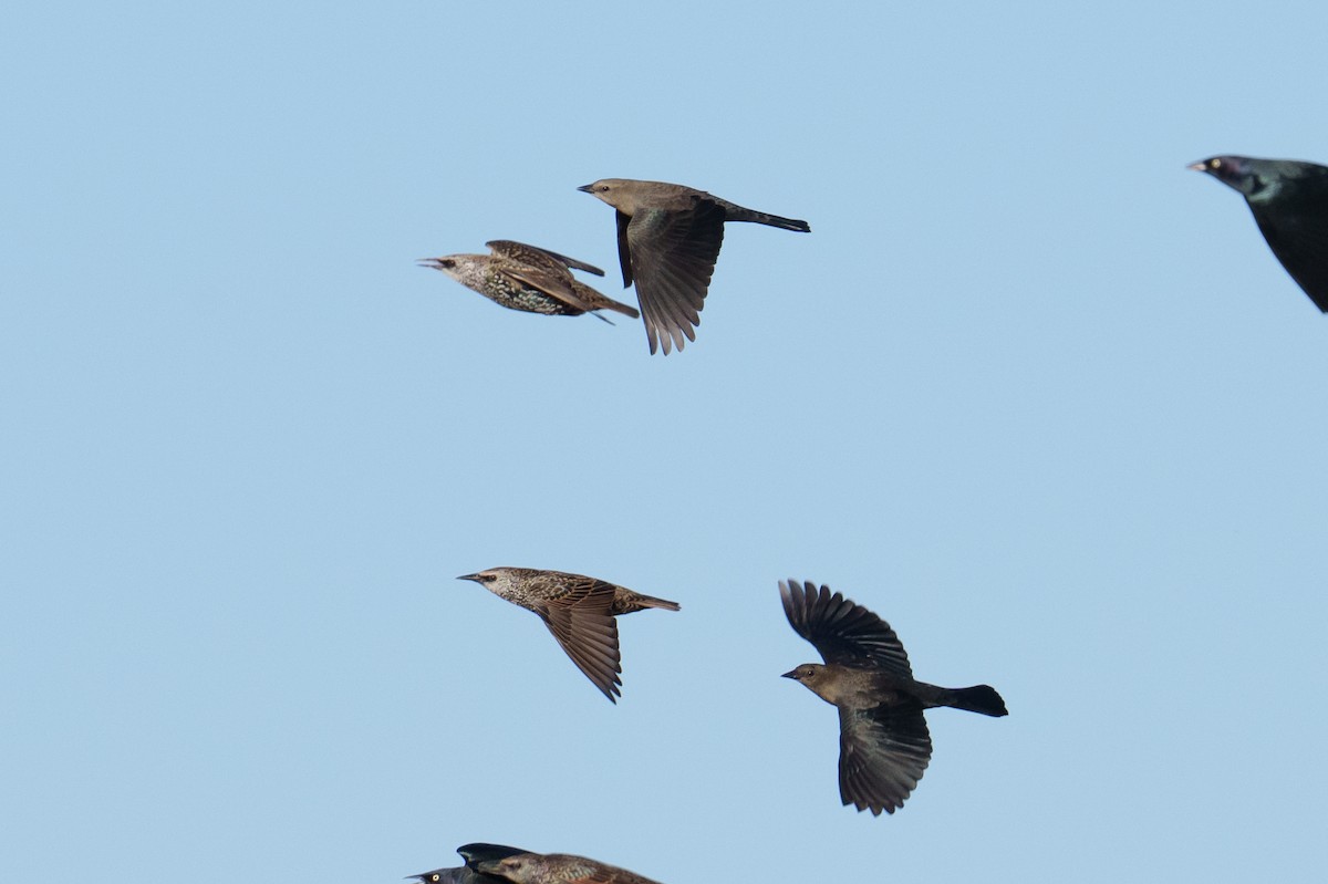 Brewer's Blackbird - ML624517701