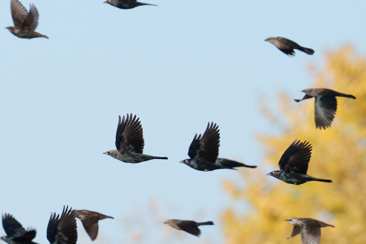 Brewer's Blackbird - ML624517702