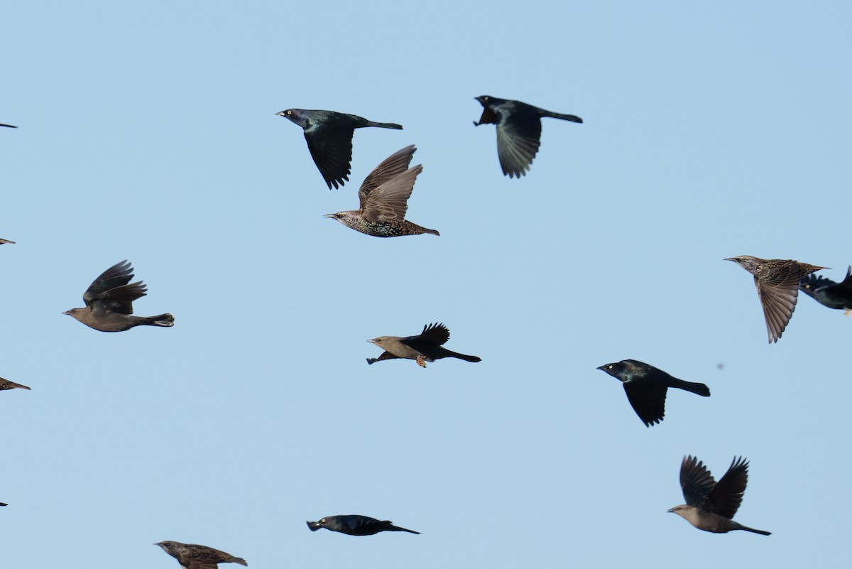 Brewer's Blackbird - ML624517703