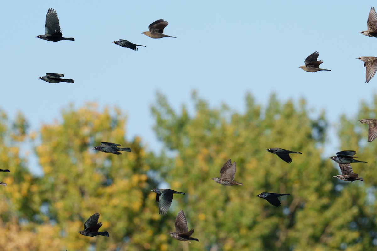 Brewer's Blackbird - ML624517704