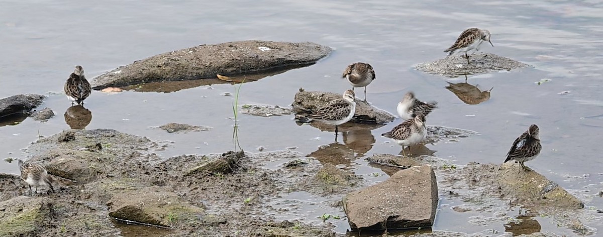 Semipalmated Sandpiper - ML624517808