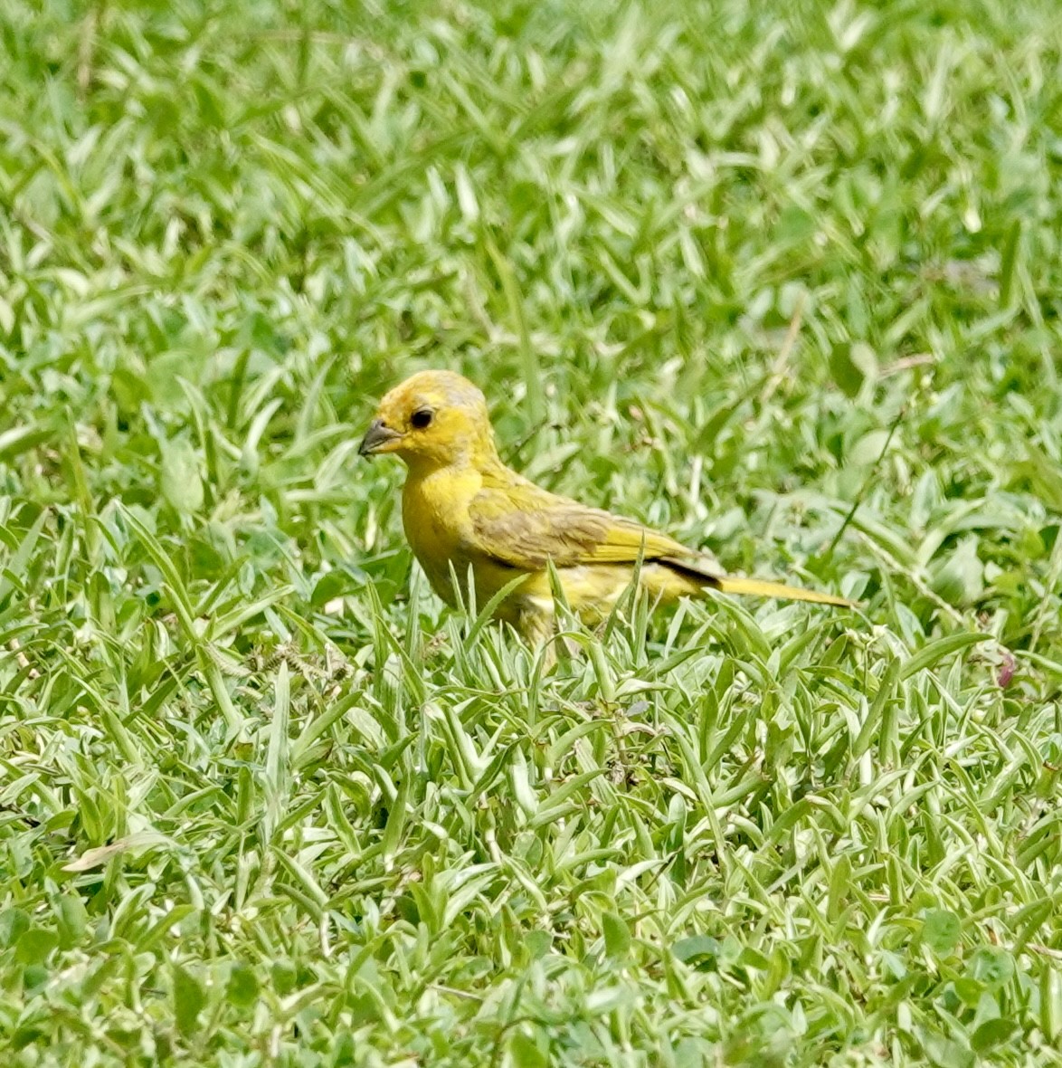 Saffron Finch - ML624517870