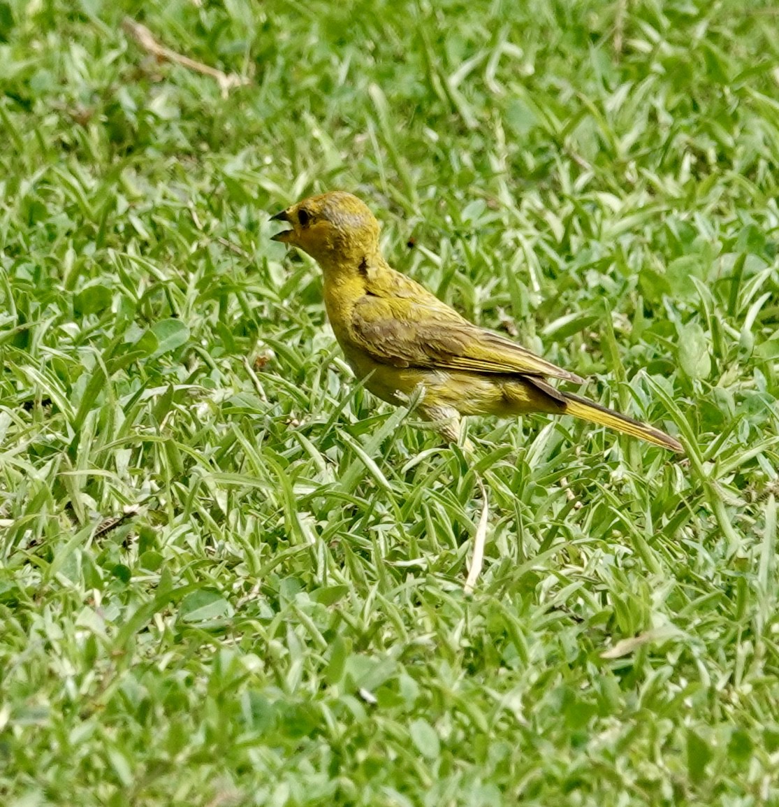 Saffron Finch - ML624517871