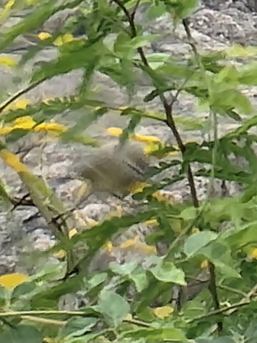 Orange-crowned Warbler - ML624517916