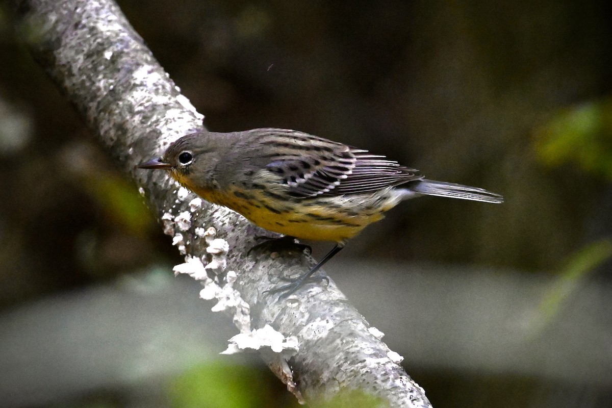 Kirtland's Warbler - ML624517948