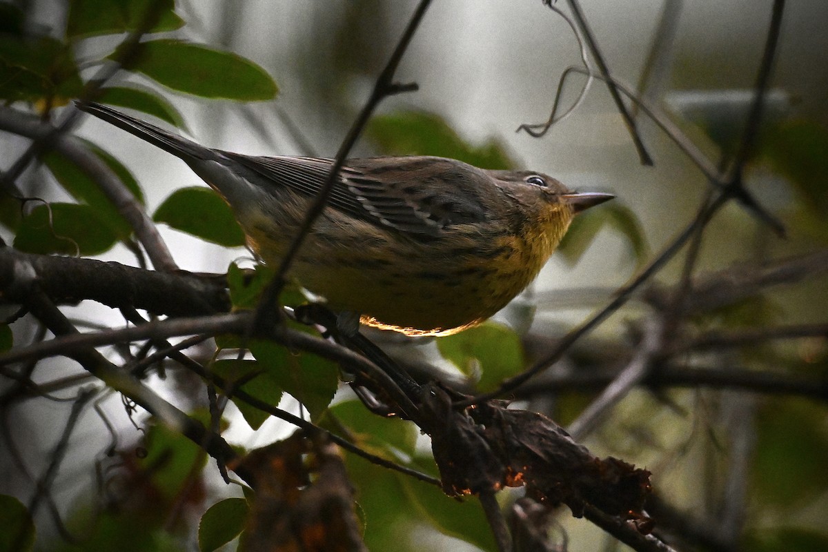 Kirtland's Warbler - ML624517949