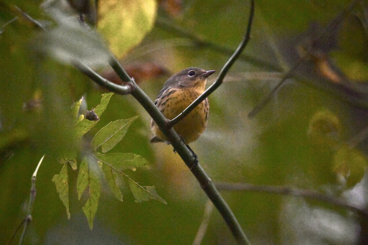 Kirtland's Warbler - ML624517997