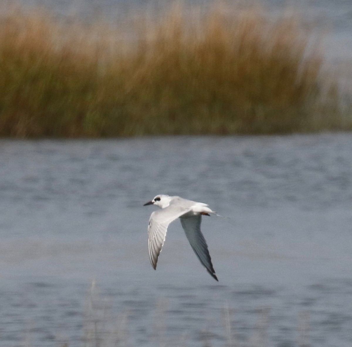 Forster's Tern - ML624518007