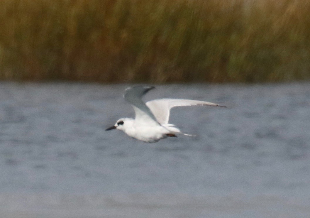 Forster's Tern - ML624518008