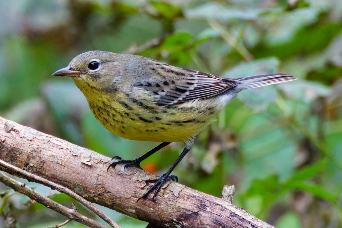 Kirtland's Warbler - ML624518010