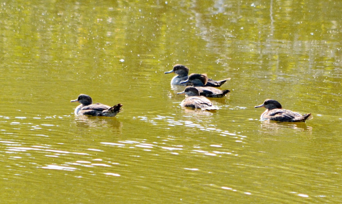 Common Merganser - ML624518028