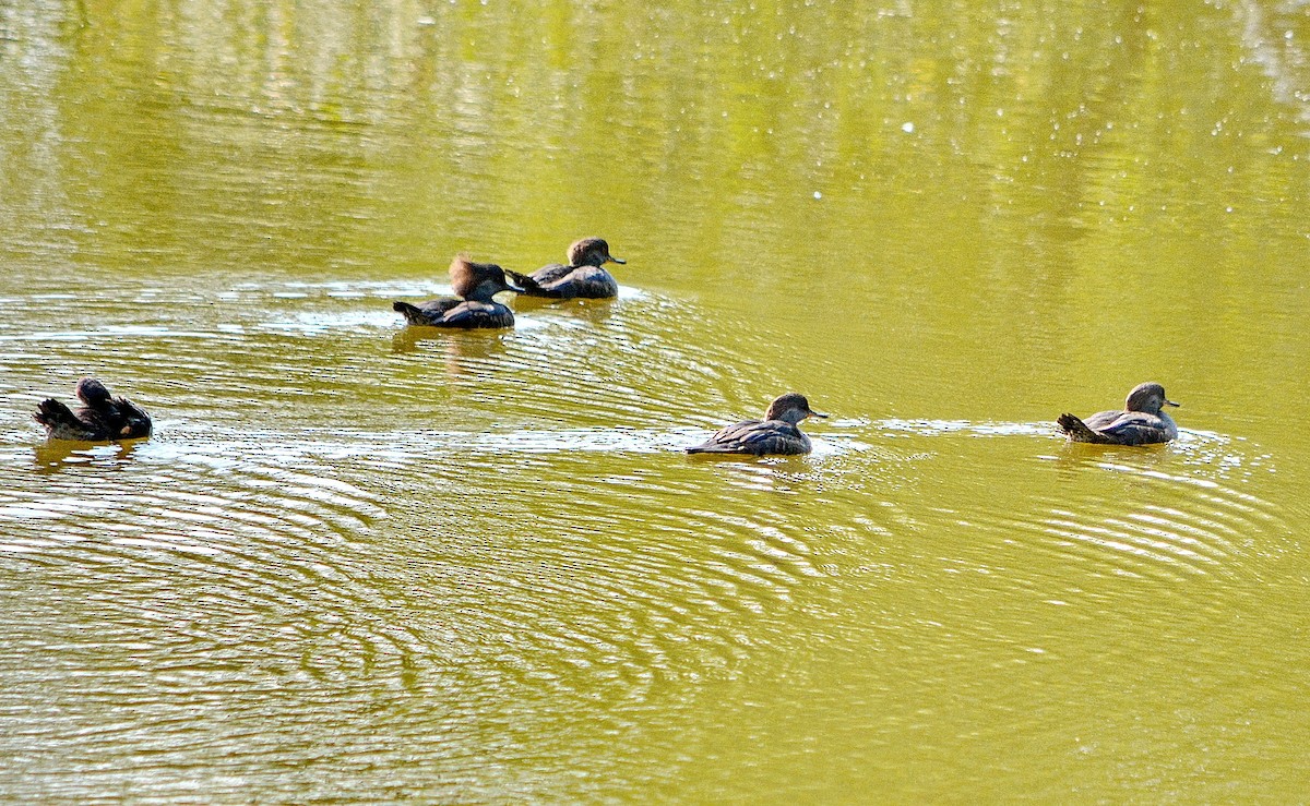 Common Merganser - ML624518029