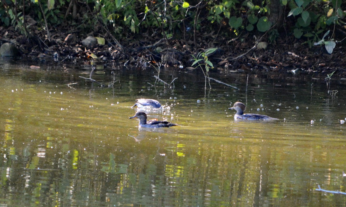 Common Merganser - ML624518054