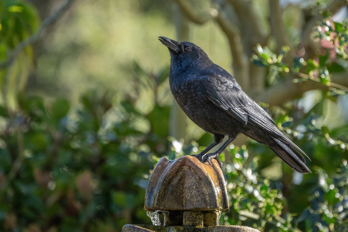 American Crow - ML624518067