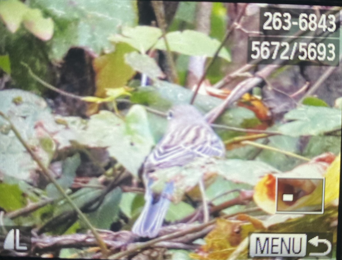 Kirtland's Warbler - ML624518071