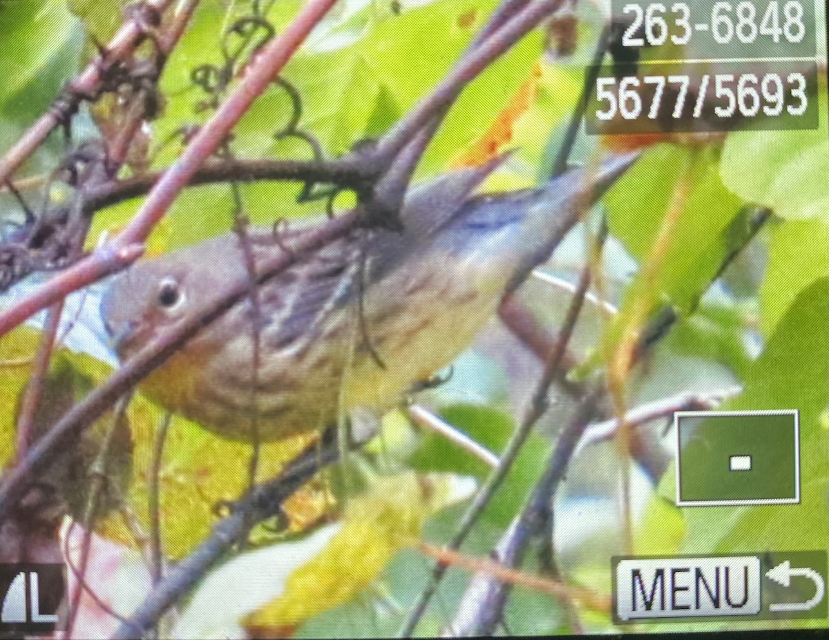 Kirtland's Warbler - ML624518072