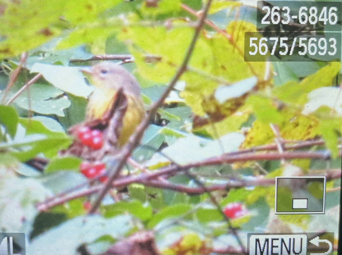 Kirtland's Warbler - ML624518073