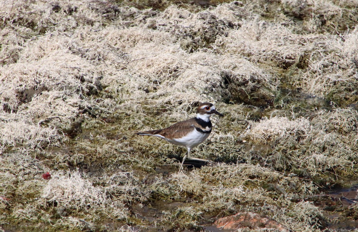 Killdeer - ML624518082