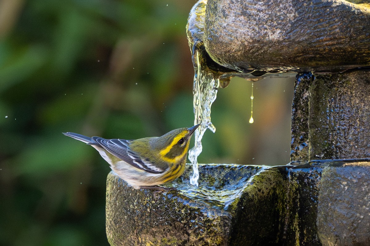 Townsend's Warbler - ML624518084