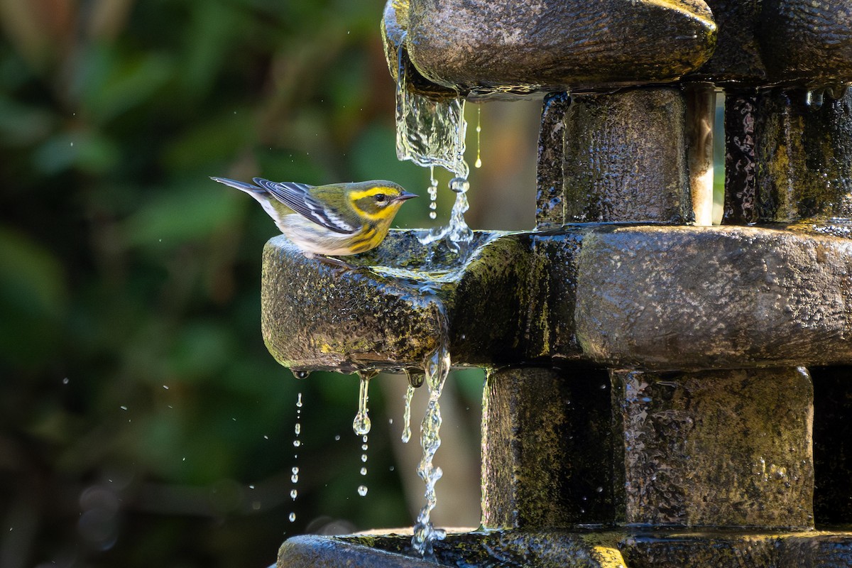 Townsend's Warbler - ML624518086