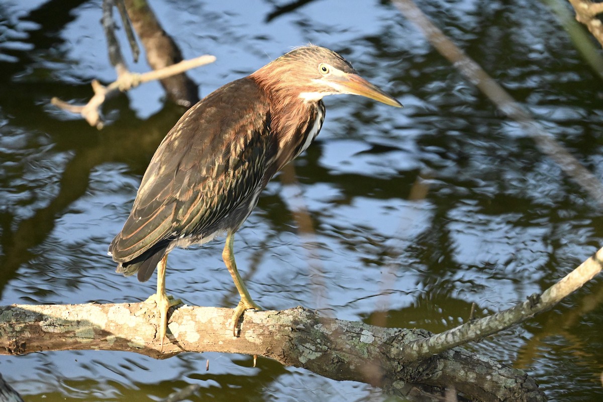 Green Heron - ML624518087