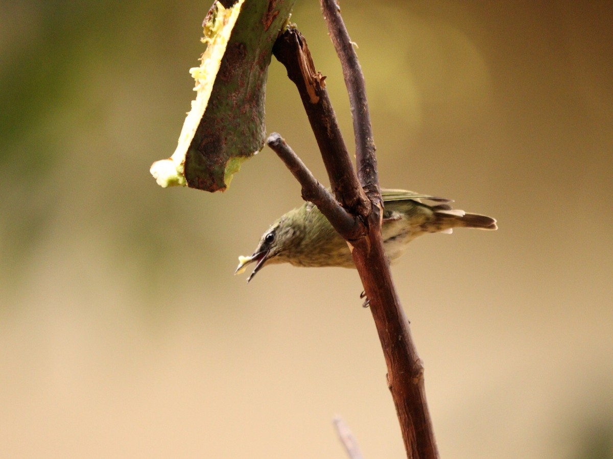 Red-legged Honeycreeper - ML624518091