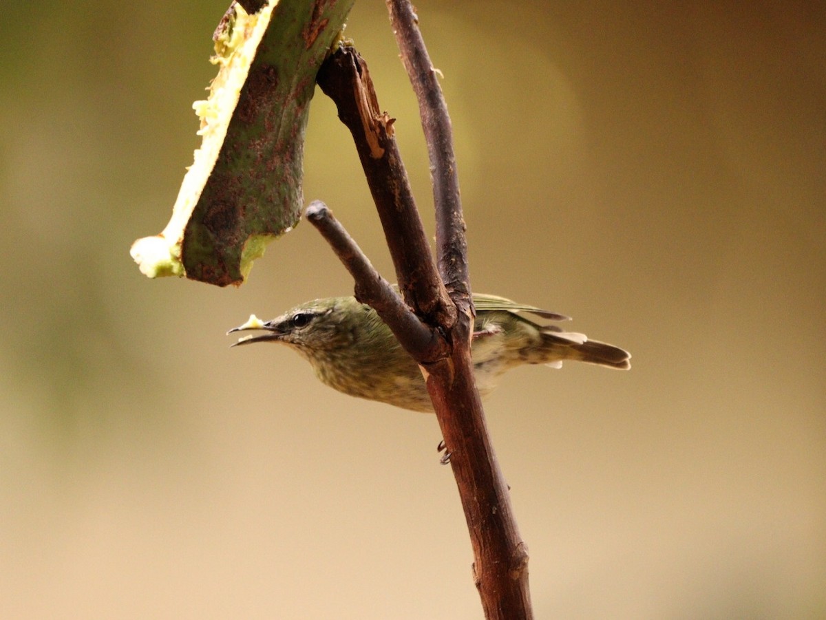 Red-legged Honeycreeper - ML624518092