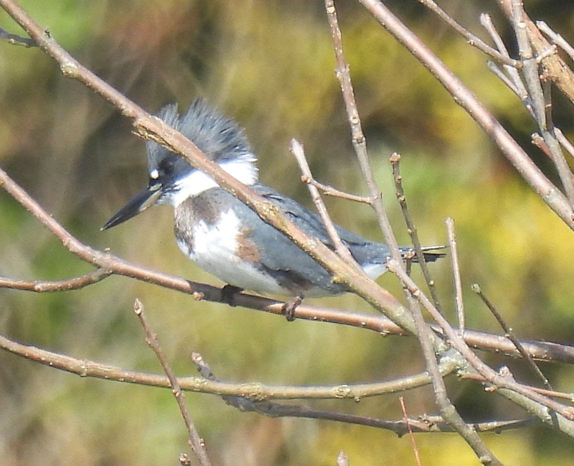 Belted Kingfisher - ML624518096