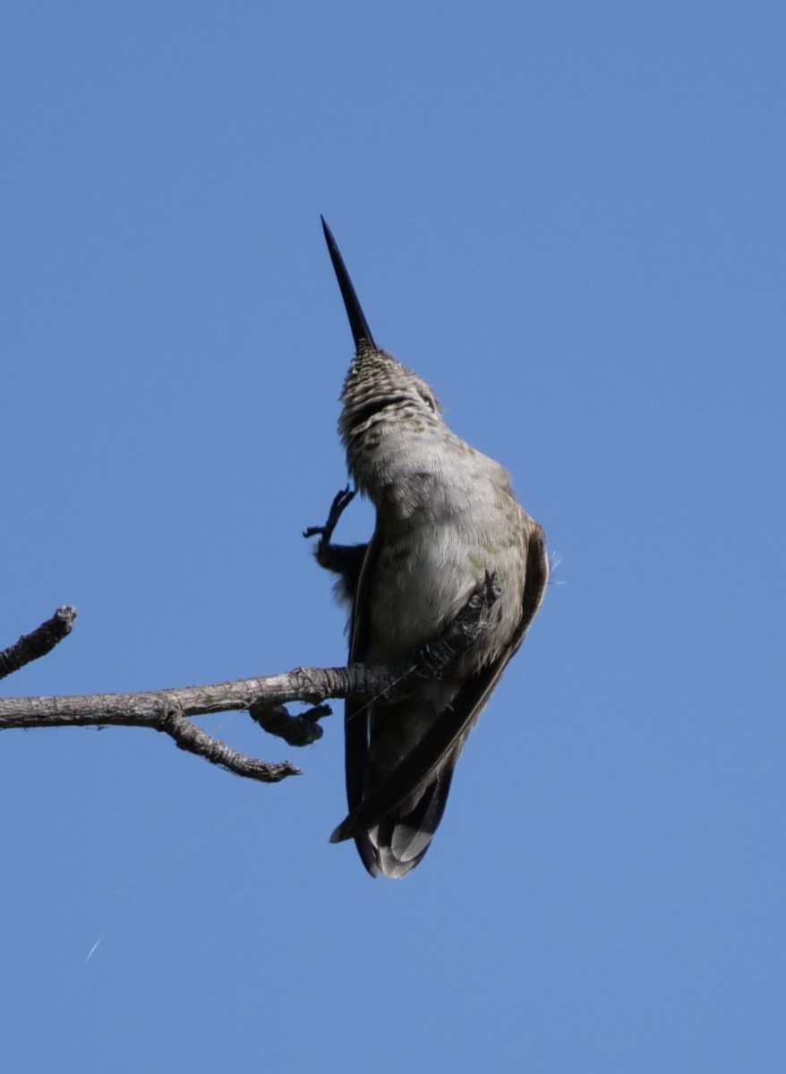 Anna's Hummingbird - ML624518097