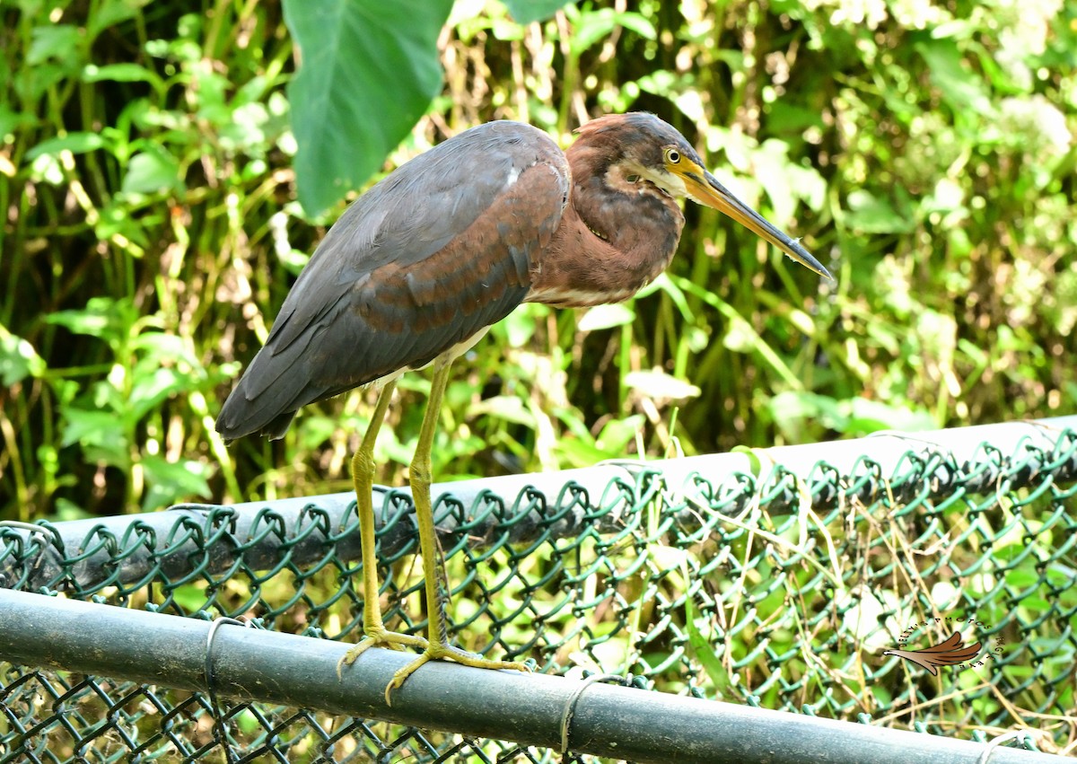 Tricolored Heron - ML624518098