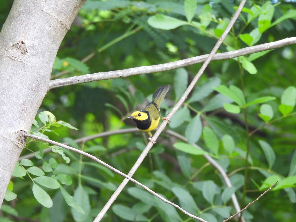 Hooded Warbler - ML624518099