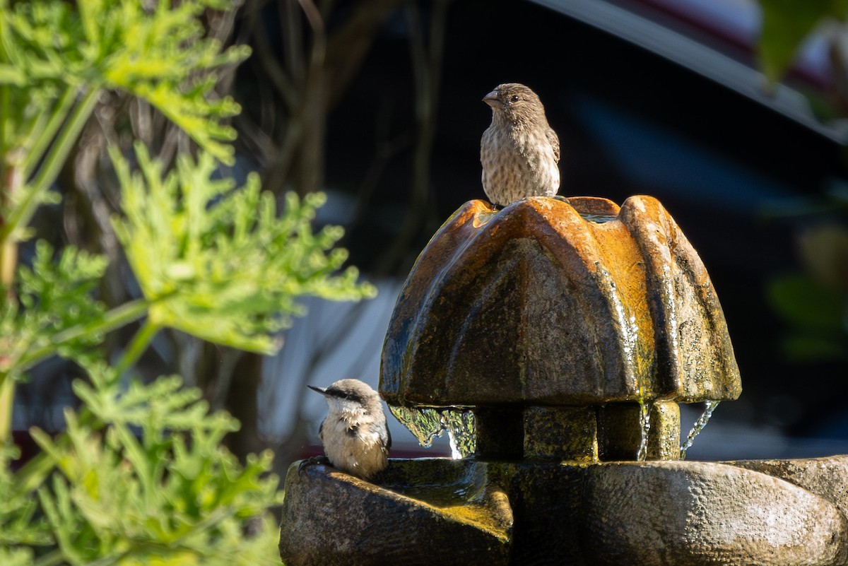 House Finch - ML624518100