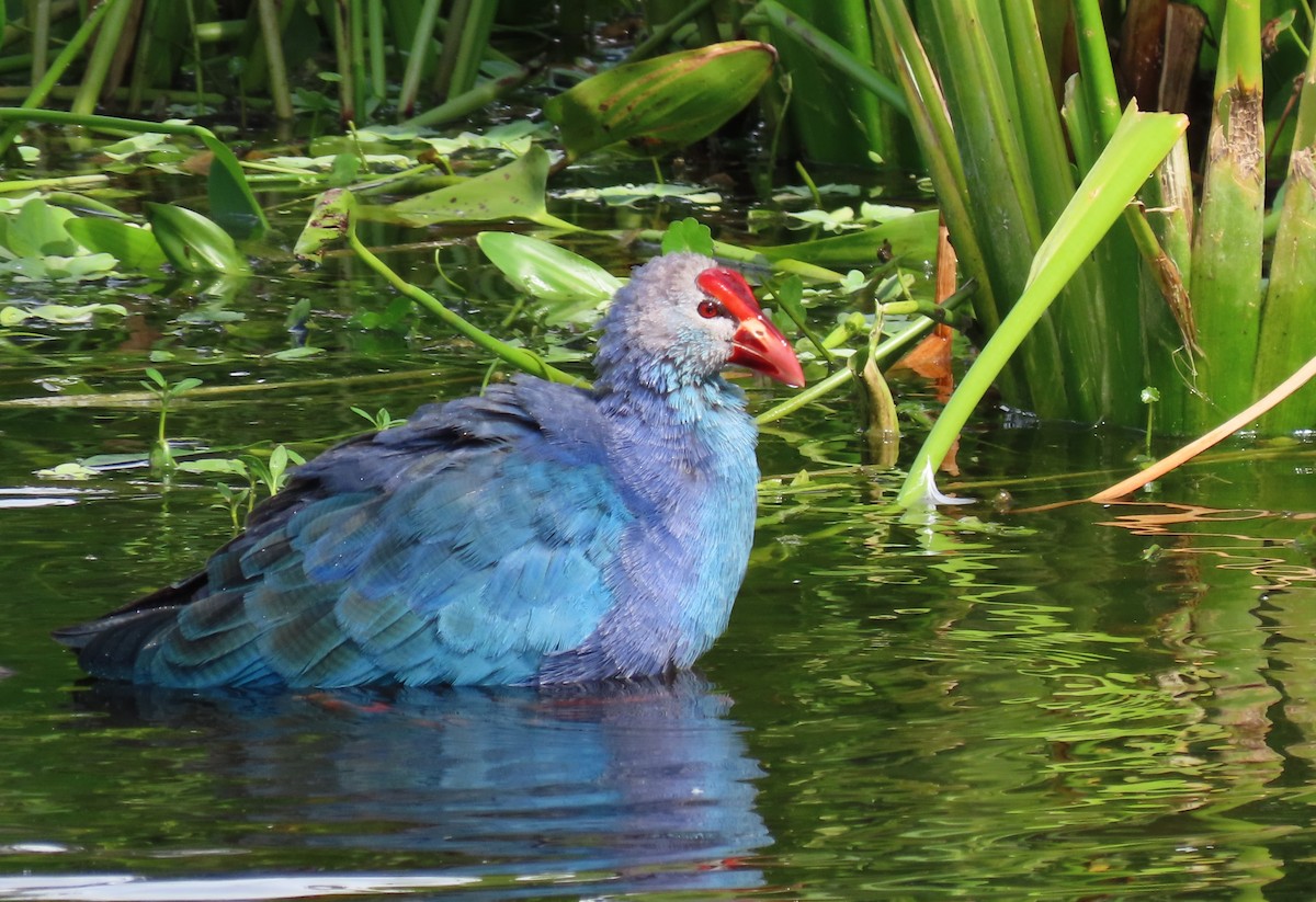 Gray-headed Swamphen - ML624518101